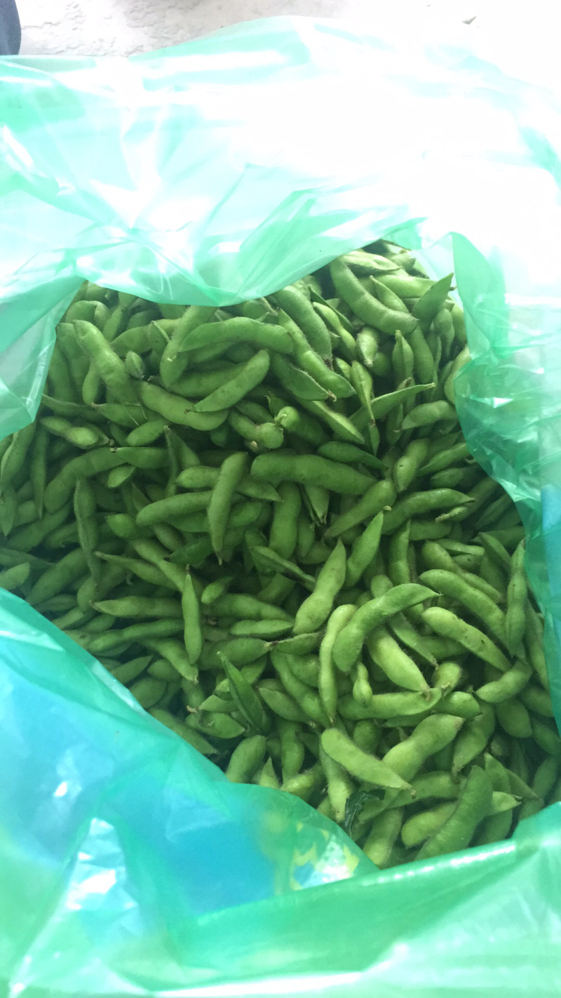 翠绿宝毛豆5月底大量上市水洗冷库一条龙