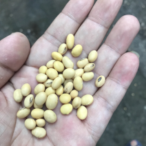优质苏北大豆