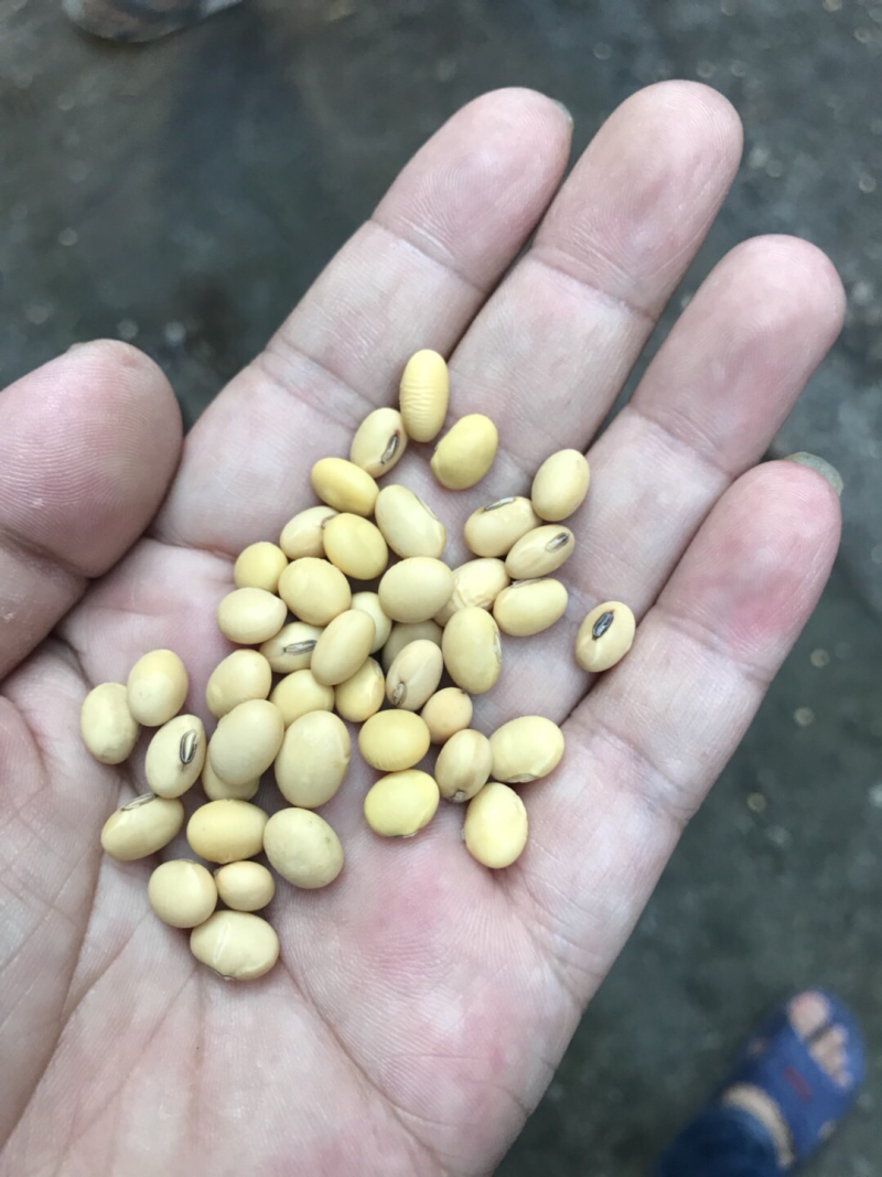 优质苏北大豆