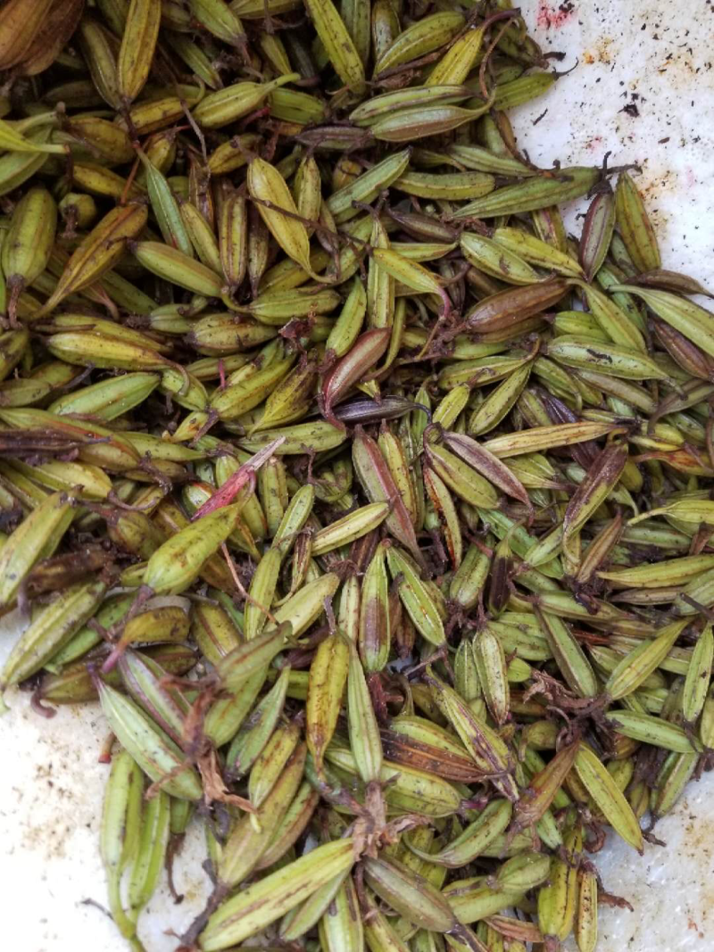 紫花三叉大白芨