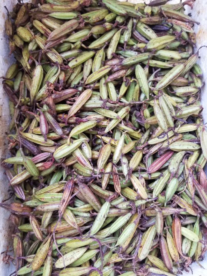 紫花三叉大白芨