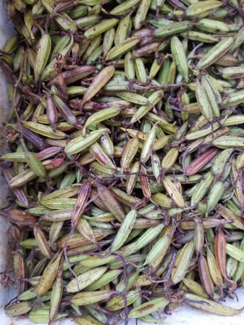 紫花三叉大白芨