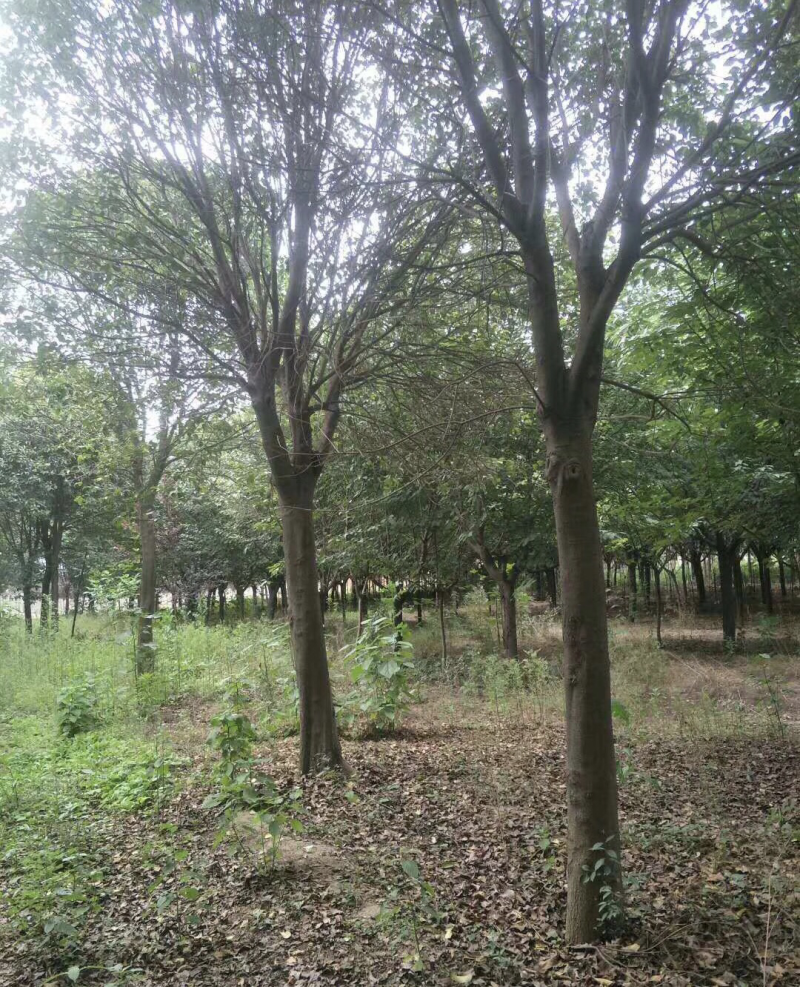 大量供应：大叶女贞、水杉、银杏、枇杷等各种苗木……