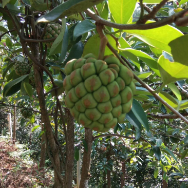 布福娜（黑老虎）五年结果苗