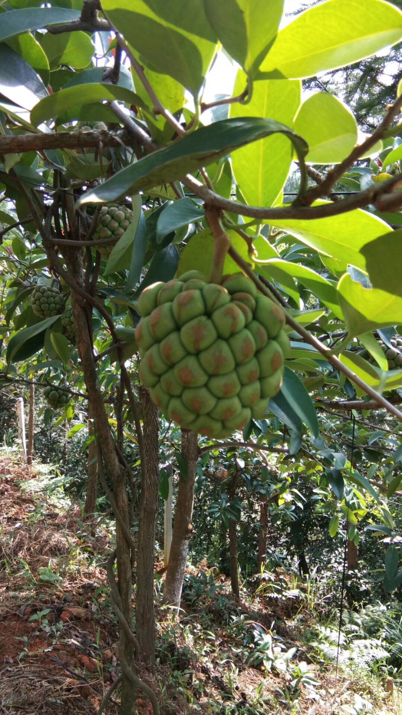布福娜（黑老虎）五年结果苗