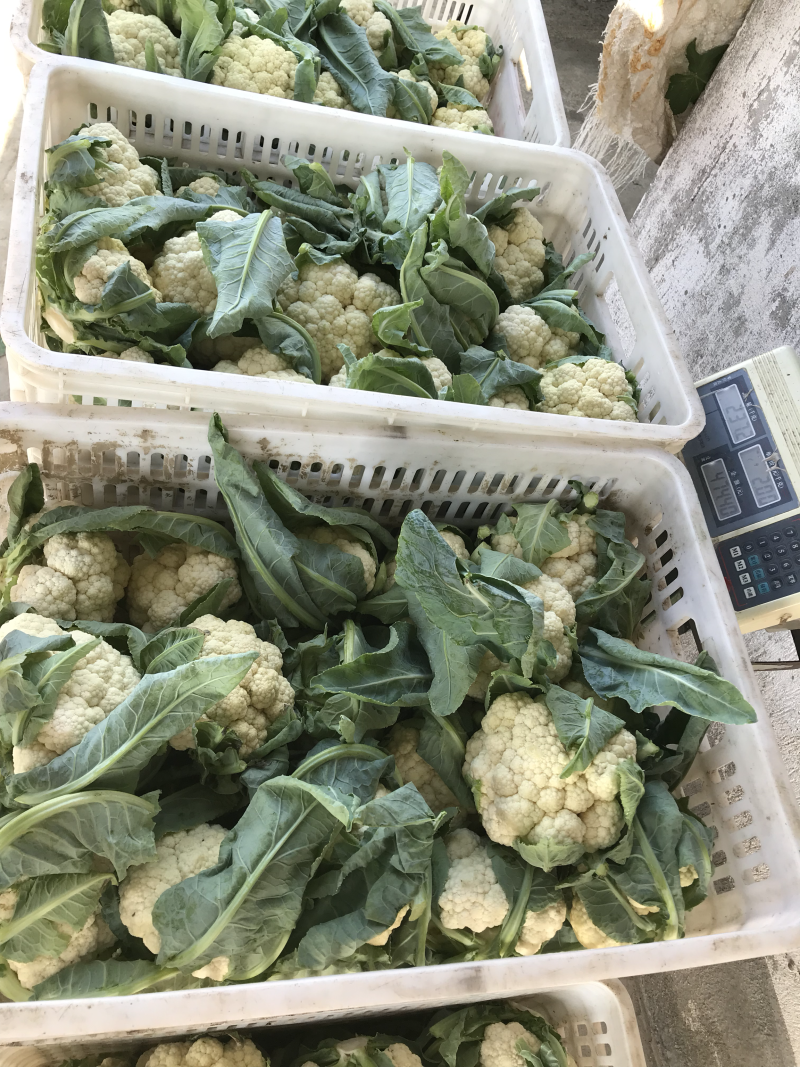 花菜，青梗小米花，大棚菜。