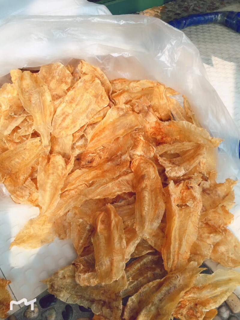 鱼胶花胶北海鳘鱼胶