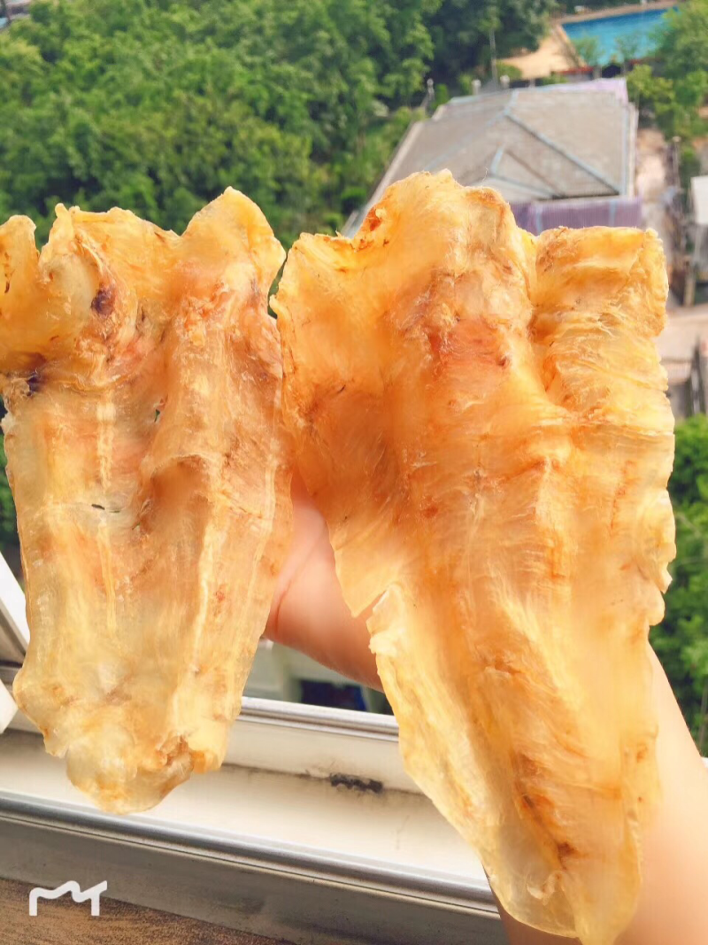 鱼胶花胶北海鳘鱼胶