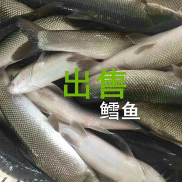 鳕鱼