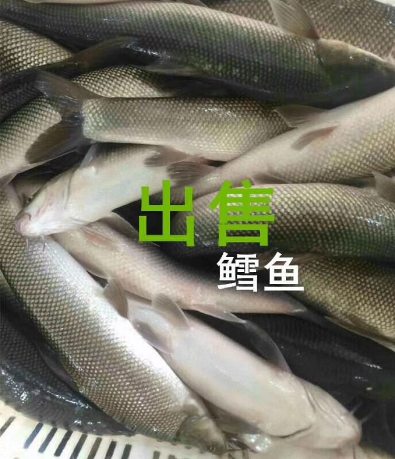 鳕鱼