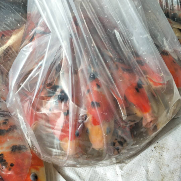 锦鲤，主要批发，大小都有！需要联系