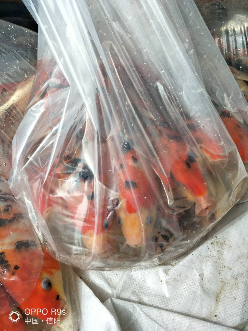 锦鲤，主要批发，大小都有！需要联系
