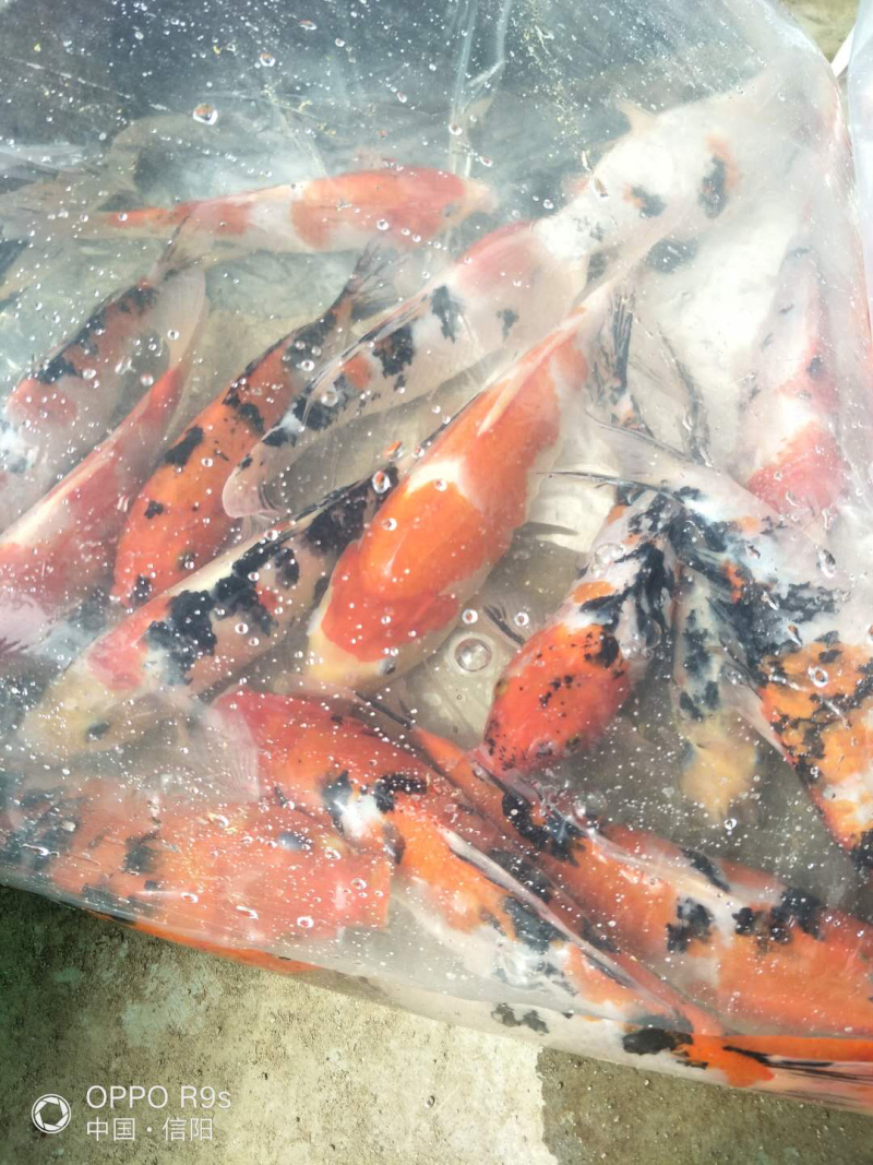 锦鲤，主要批发，大小都有！需要联系