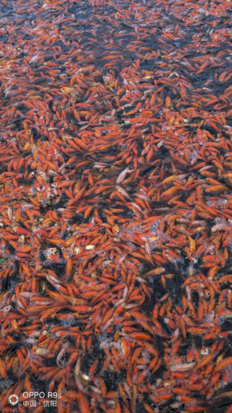 红草、100亩养殖基地，大小都有！价格美丽！