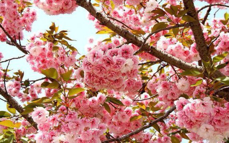 樱花树苗日本晚樱南方北方种植盆栽地栽四季常青开花庭院花木