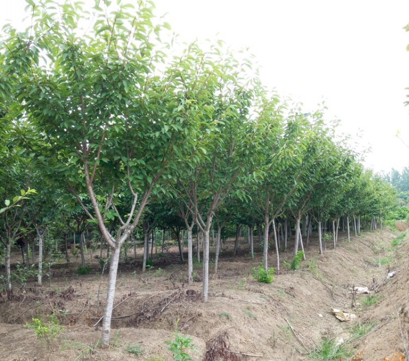 樱花树苗日本晚樱南方北方种植盆栽地栽四季常青开花庭院花木