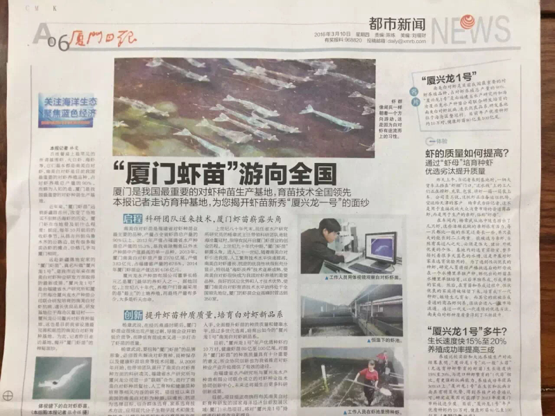 虾苗特快泰系一代对虾苗