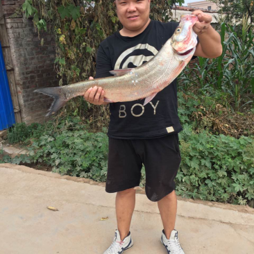 黄河