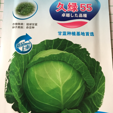 春秋甘蓝种子～久绿55菜绿