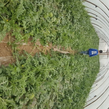 8424西瓜5斤打底9成熟2茬