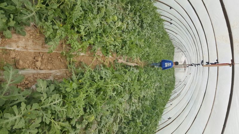 8424西瓜5斤打底9成熟2茬