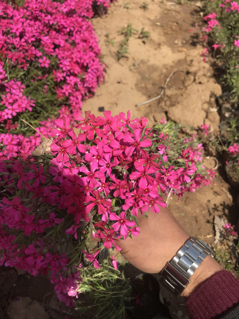 芝樱丛生福禄考基地直供质优价廉欢迎实地考察