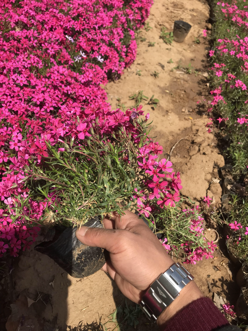 芝樱丛生福禄考基地直供质优价廉欢迎实地考察
