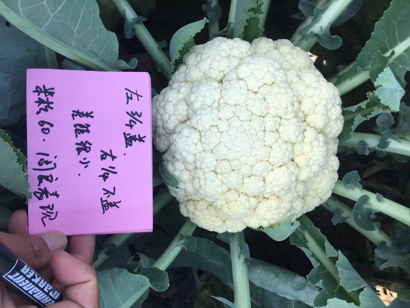 米松60，耐热松花菜种子