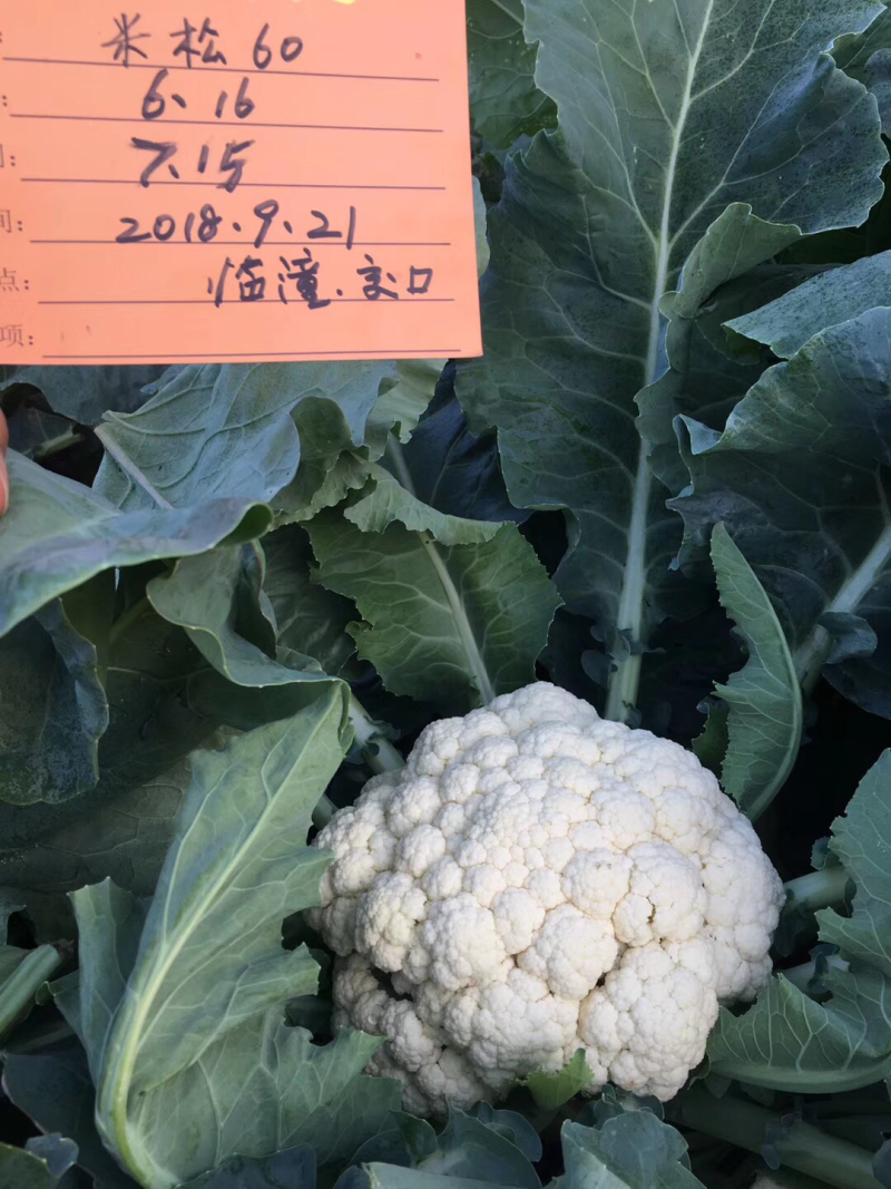 米松60，耐热松花菜种子