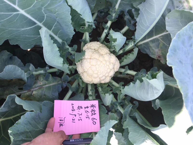 米松60，耐热松花菜种子