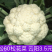 米松60，耐热松花菜种子