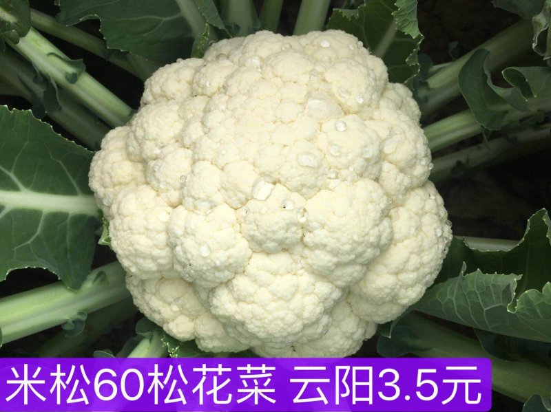 米松60，耐热松花菜种子