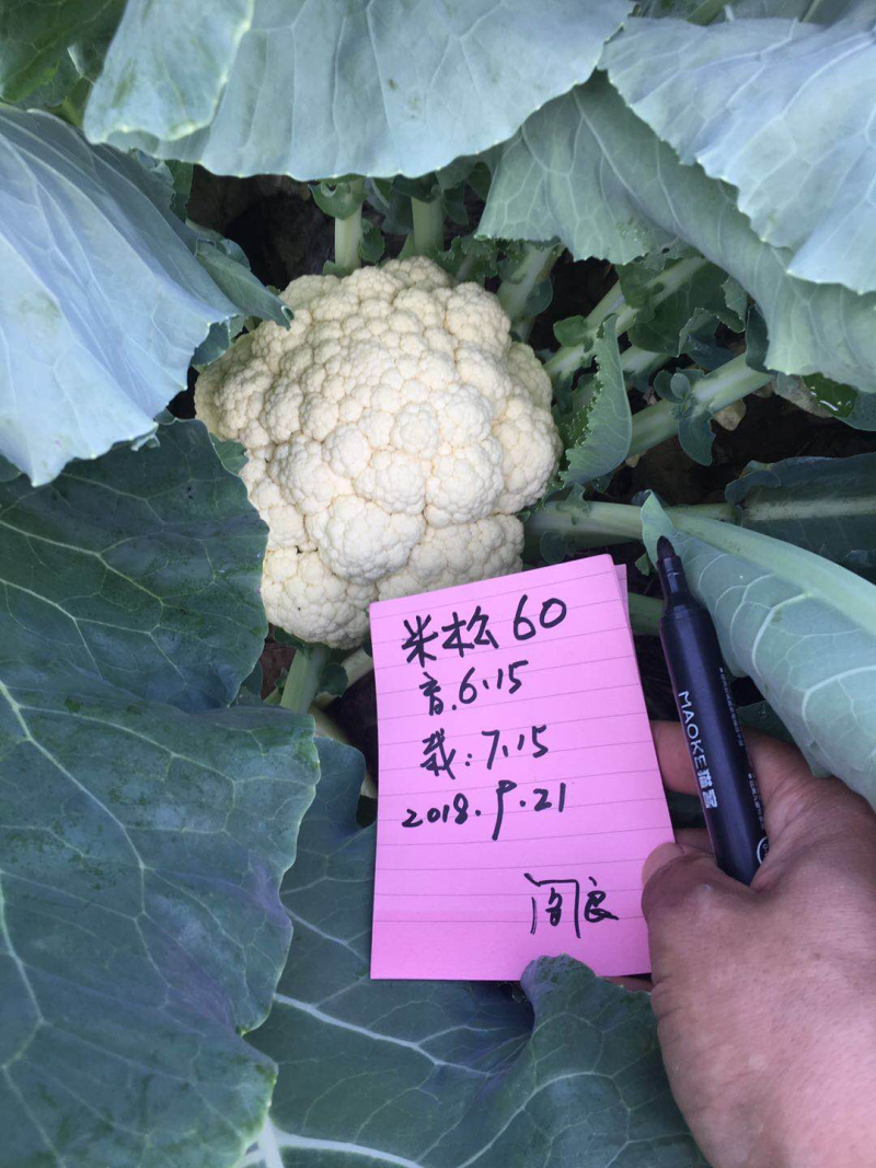 米松60，耐热松花菜种子