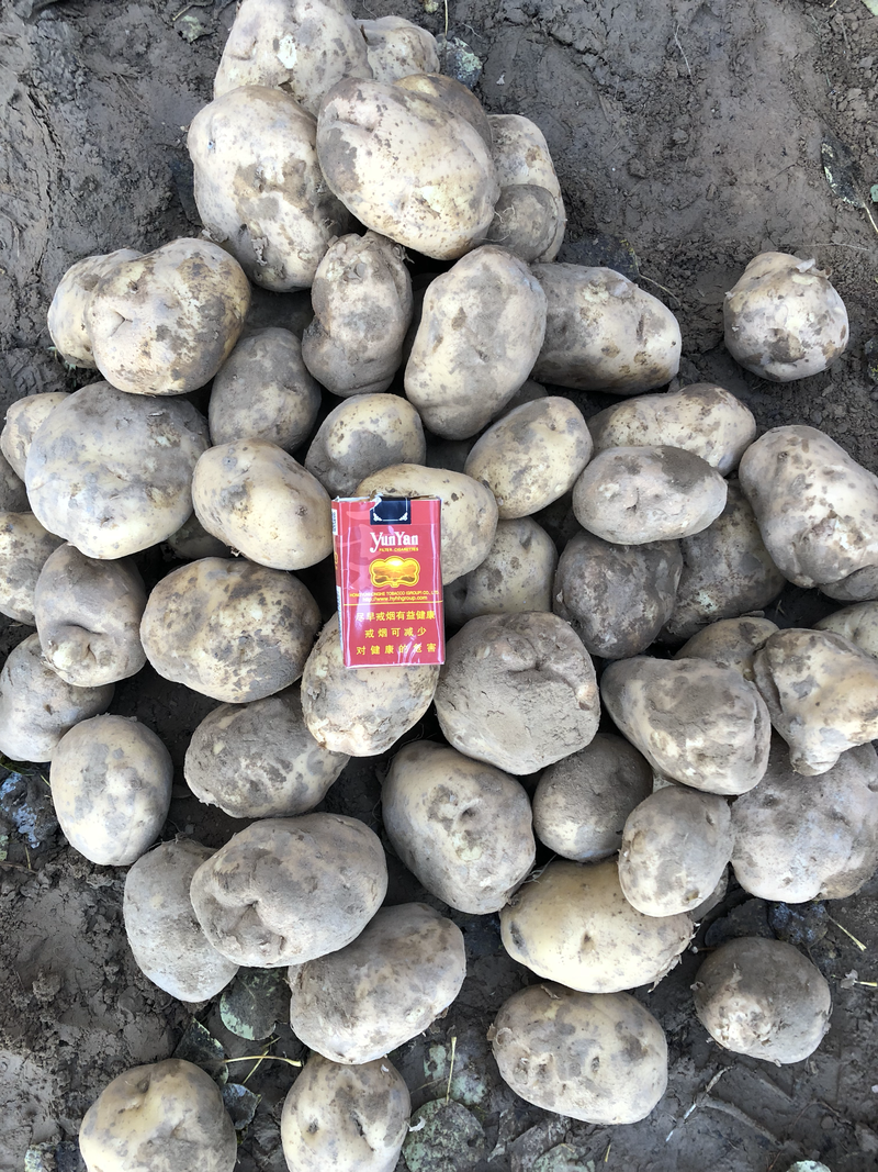 土豆晋薯16大量上市