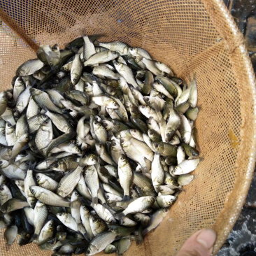 建鲤鱼苗人工养殖