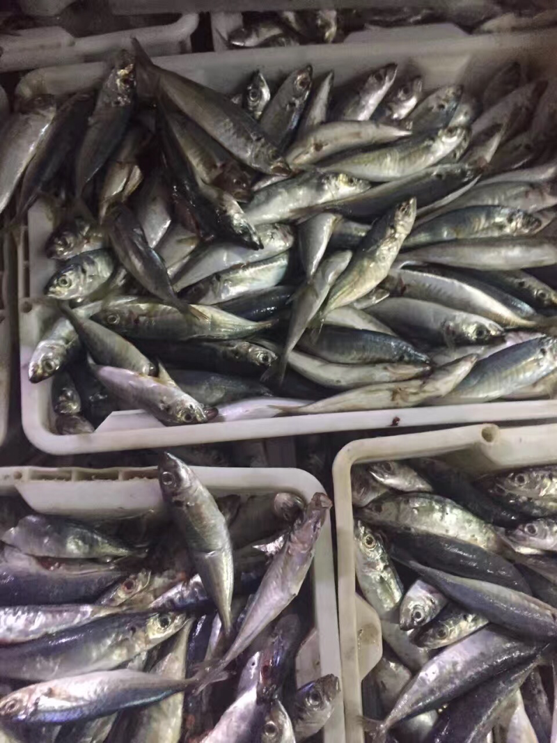 鱼饲料