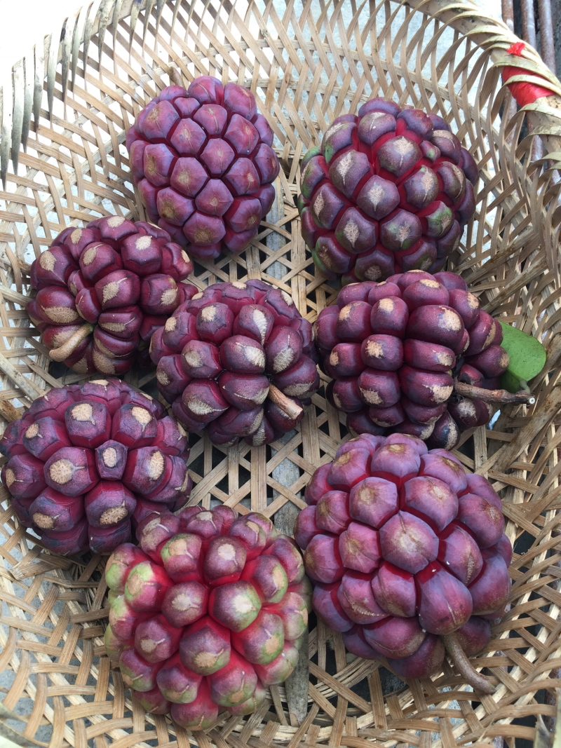 布福娜