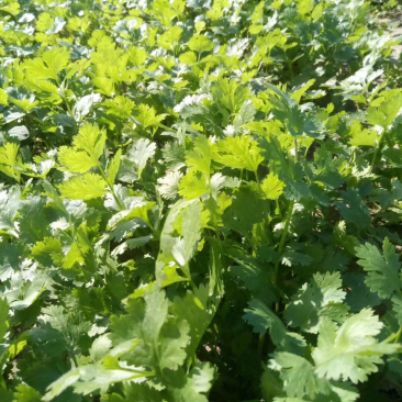 香菜