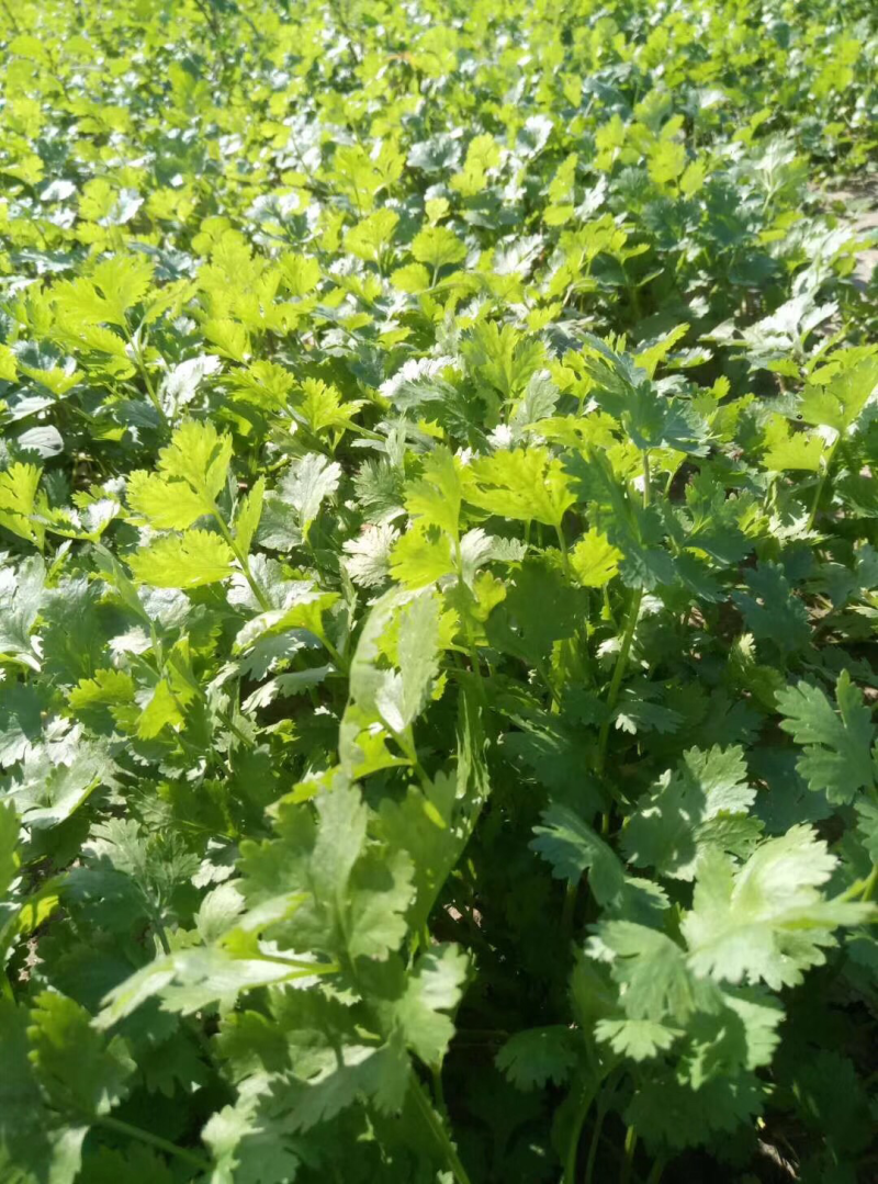 香菜