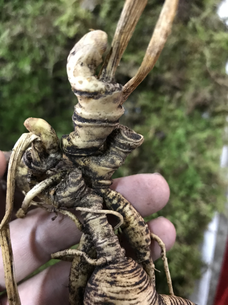 长白山野生人参林下参精选山参