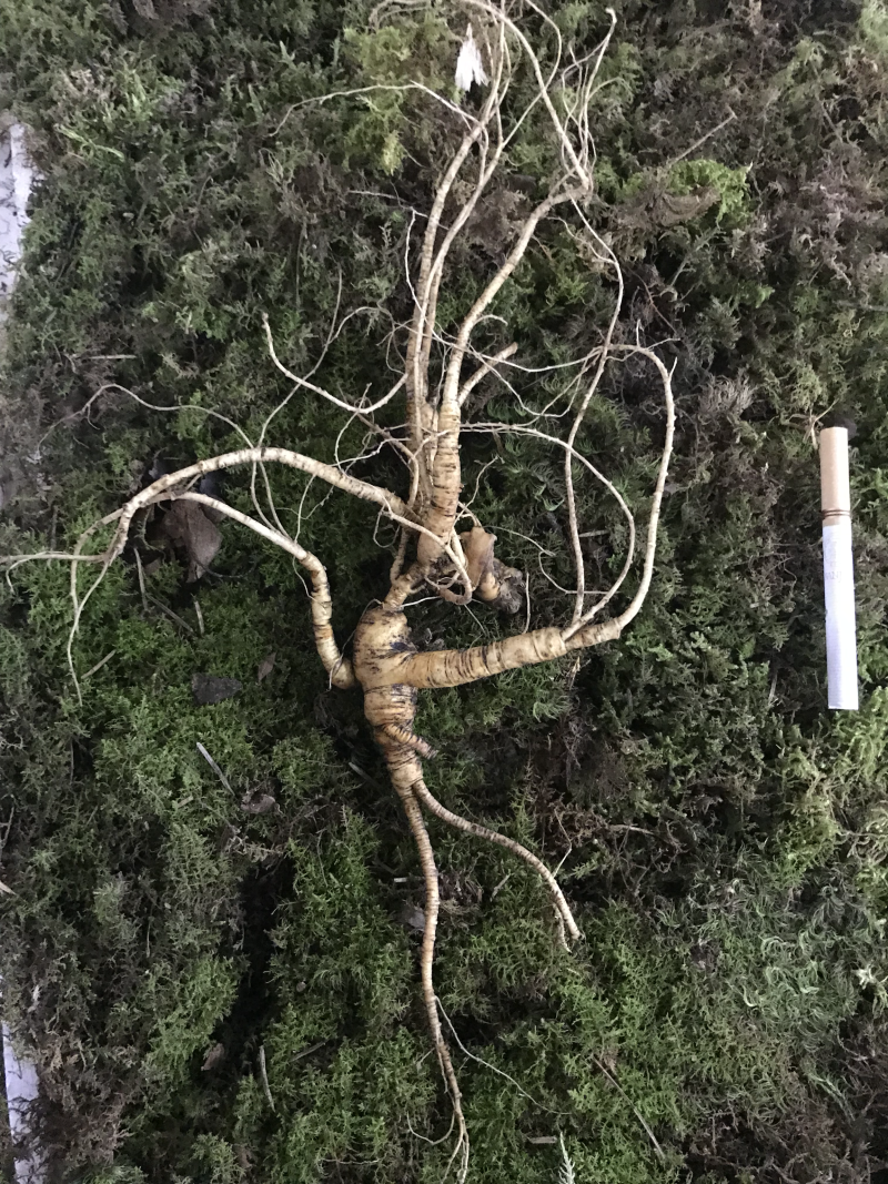 长白山野生人参林下参精选山参