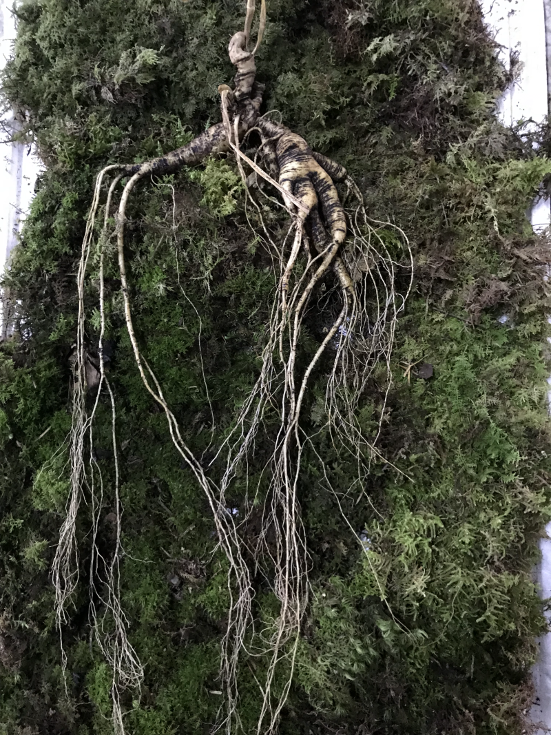 长白山野生人参林下参精选山参