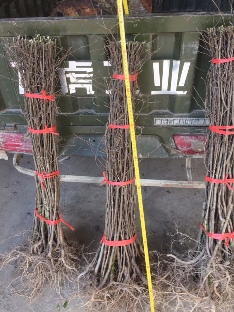 石枣树苗三年至四年苗提供免费技术培训专业指导