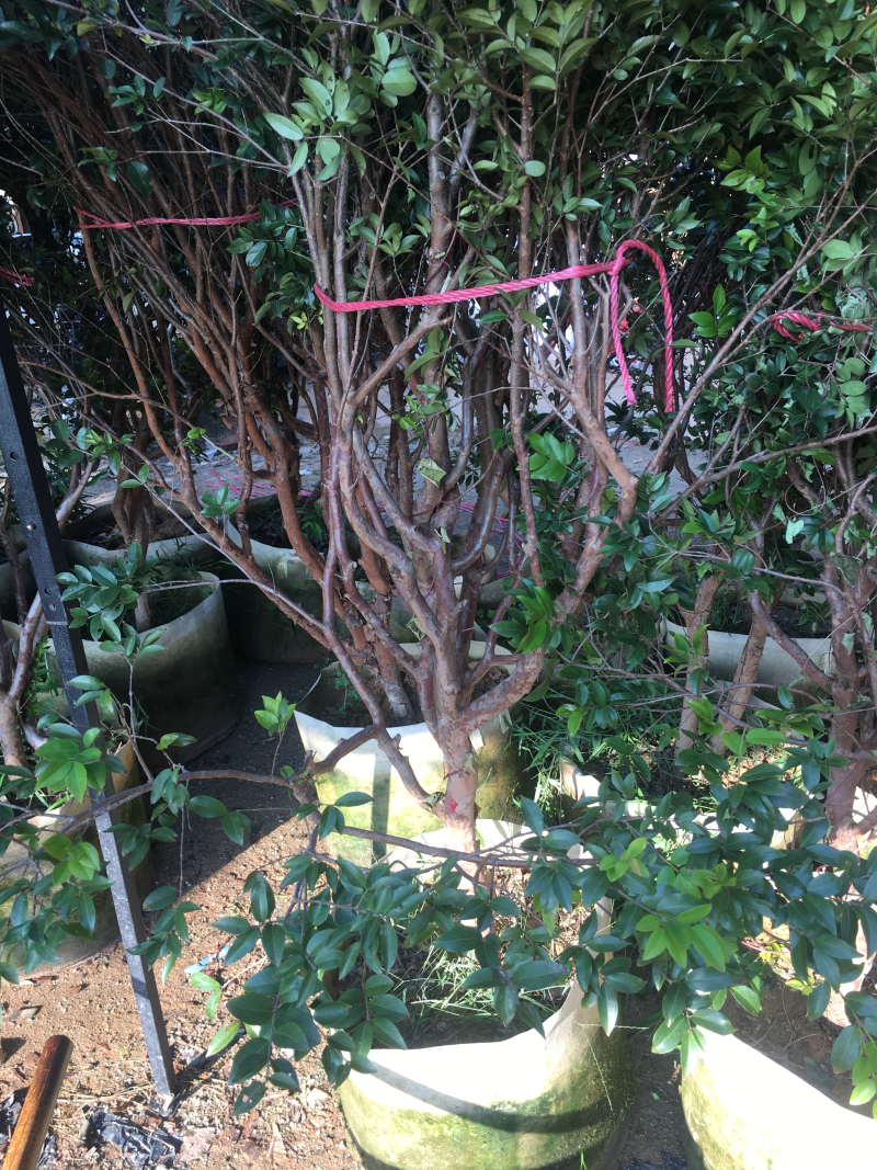 嘉宝果树苗3年以上