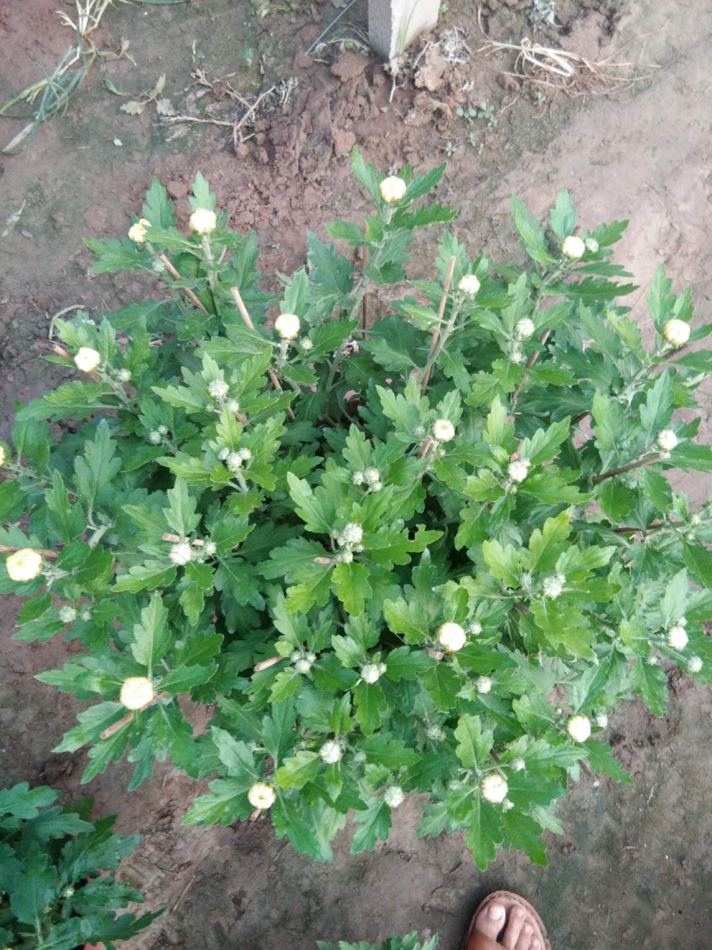 菊花