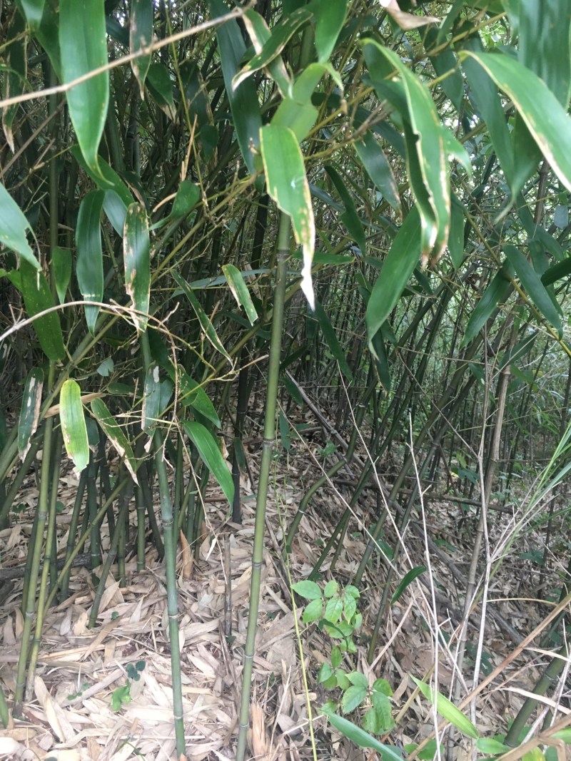 水竹，竹子，种苗