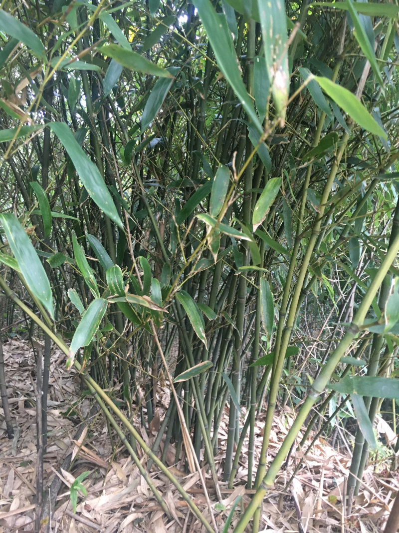 水竹，竹子，种苗