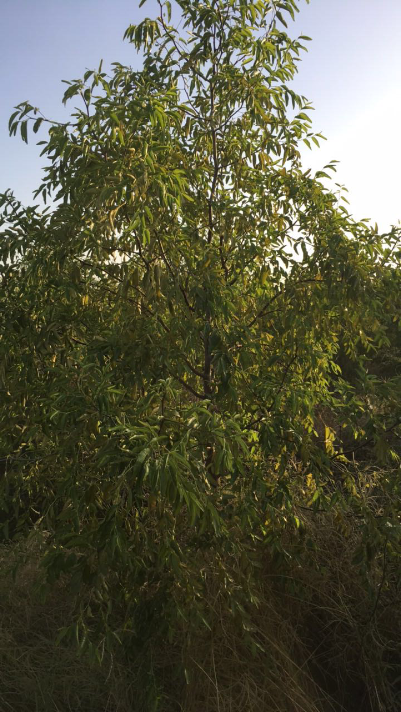 冬枣树，三年树龄，