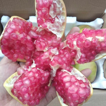 临潼石榴