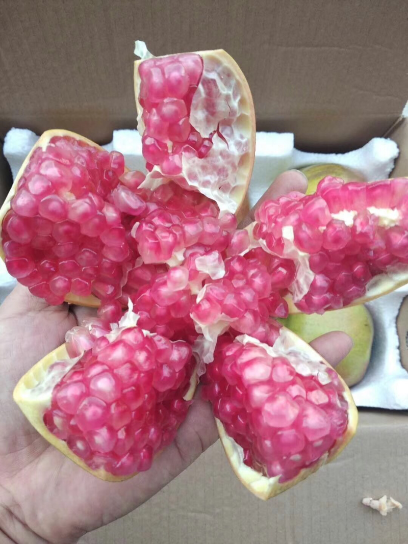 临潼石榴